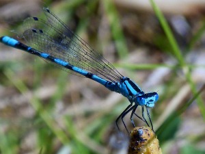 blue dragonfly 1