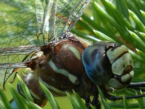 dragonfly eye 2