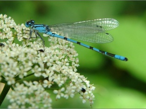 dragonfly flower 1