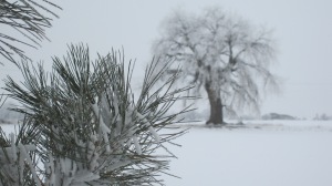 frosty pine