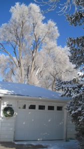 Frosty tree 3