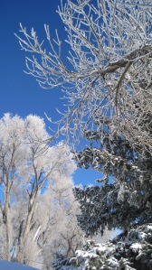 Frosty tree 4
