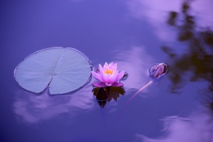 lotus flower 5